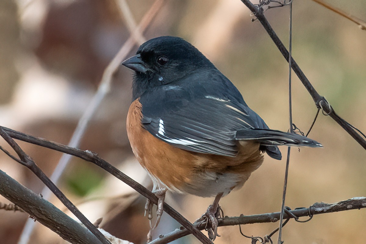 Eastern Towhee - ML611735561