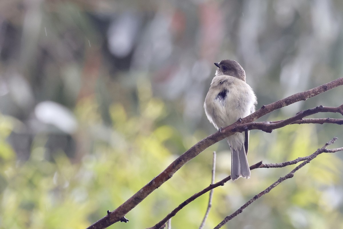 Golden Whistler - ML611735675