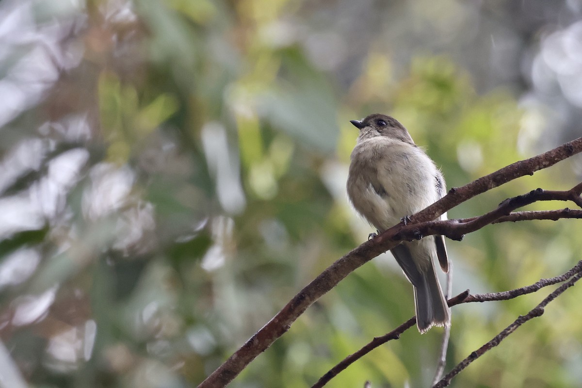 Golden Whistler - ML611735679