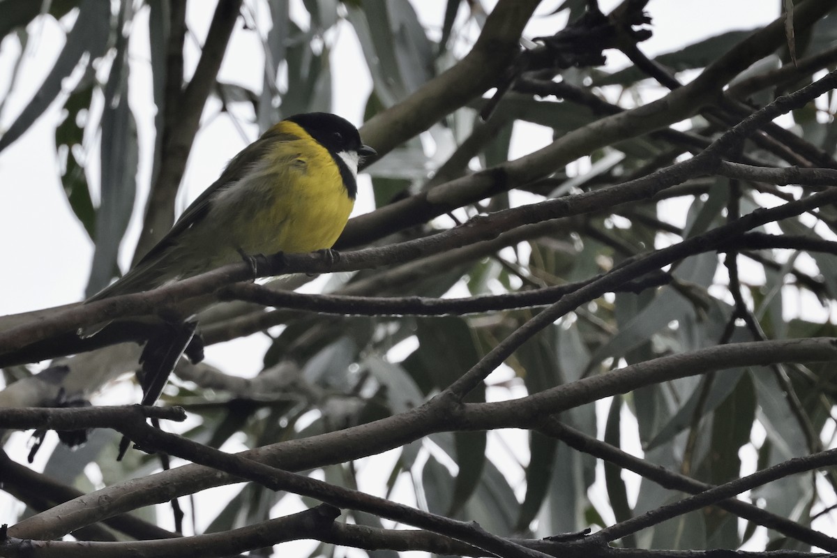 Golden Whistler - ML611735680