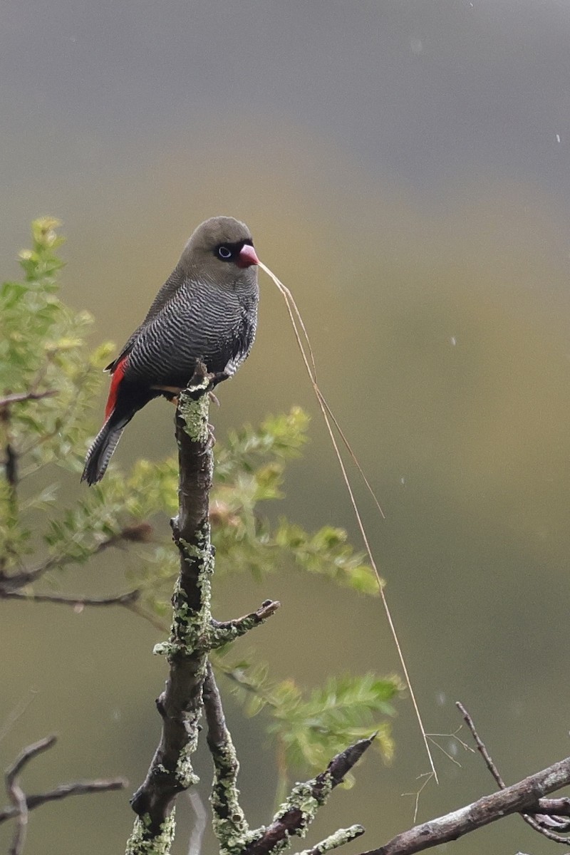 Beautiful Firetail - ML611735724