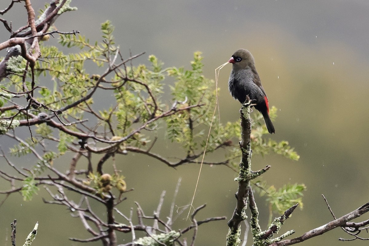 Beautiful Firetail - ML611735752