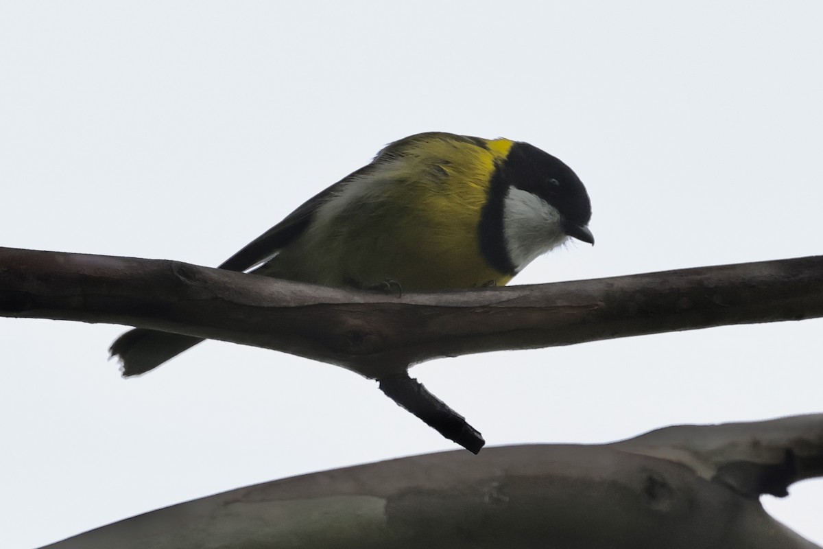 Golden Whistler - ML611735771