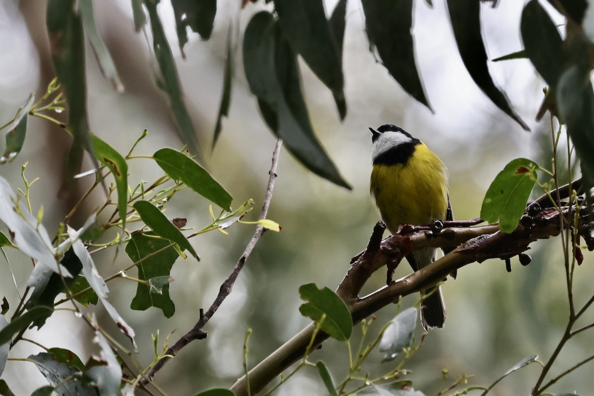 Golden Whistler - ML611735778