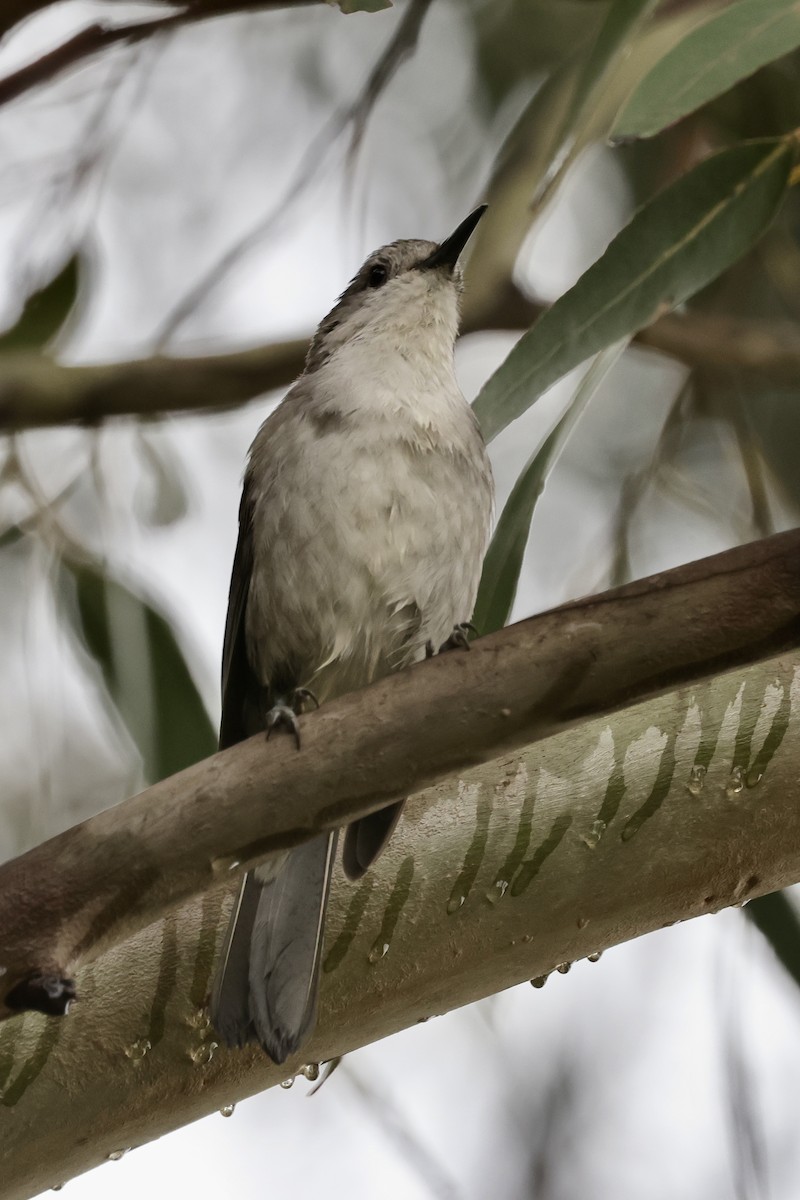 Gray Shrikethrush - ML611735783