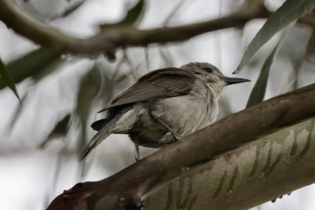 Gray Shrikethrush - ML611735784