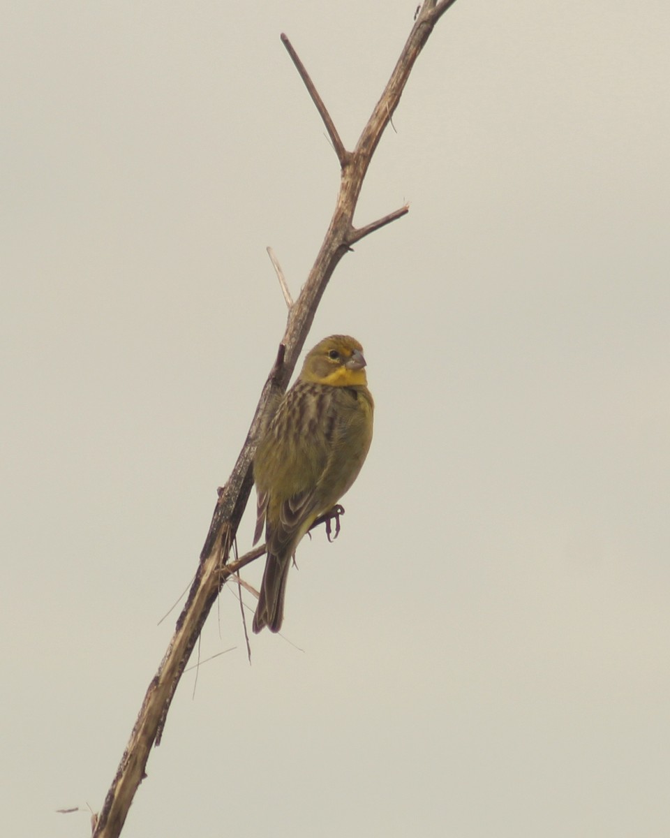 Grassland Yellow-Finch (Grassland) - Guillermo Andreo