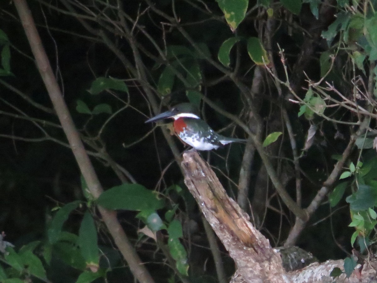 Green Kingfisher - ML611735808