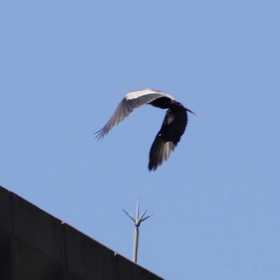 Anhinga Americana - ML611735815