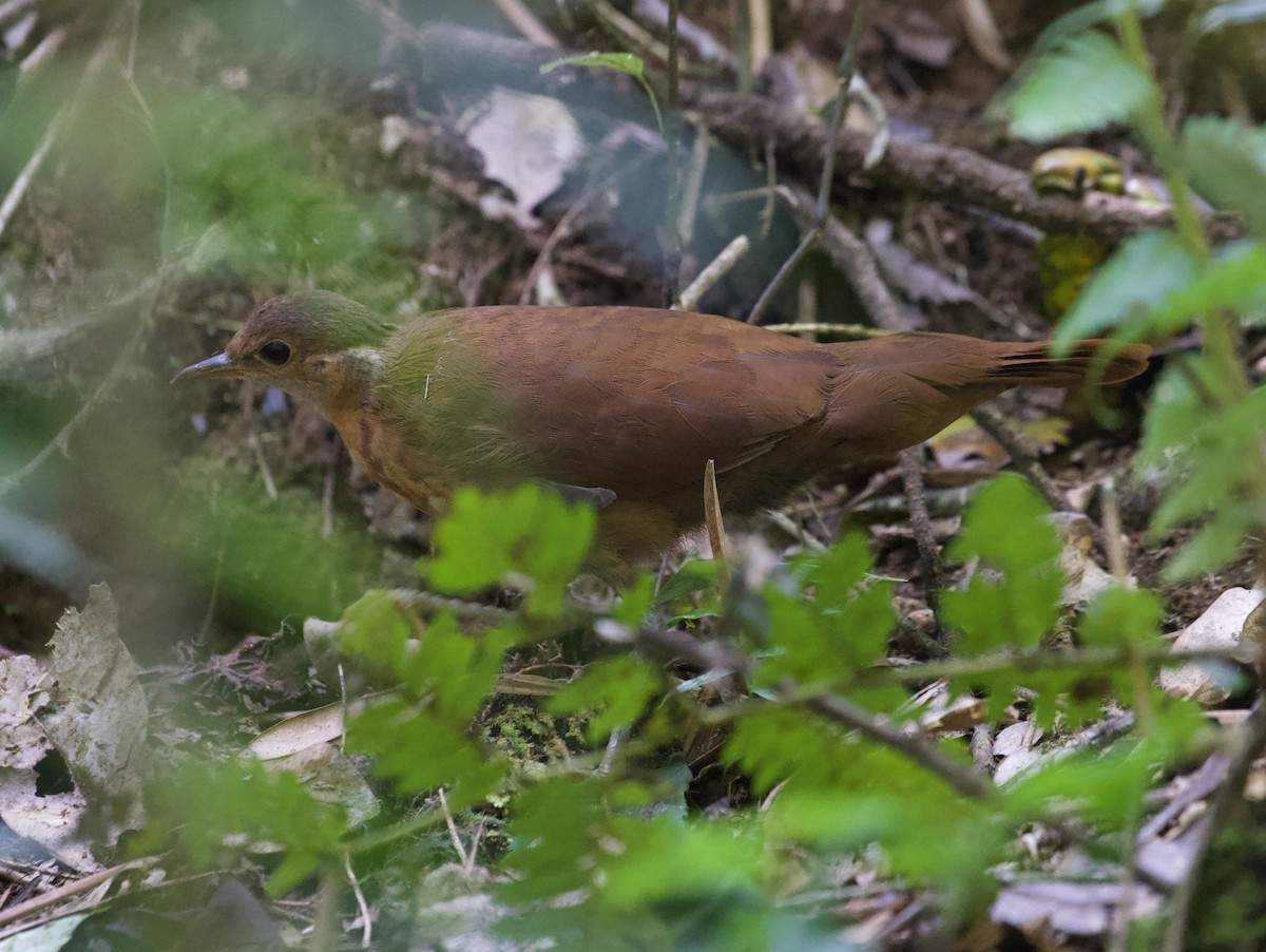 Brown Mesite - Gary Brunvoll