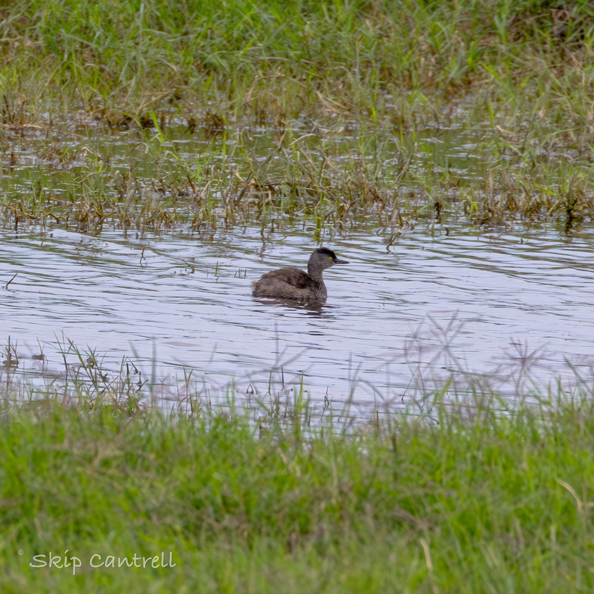 Least Grebe - ML611735987