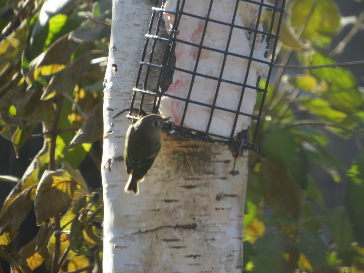 Ruby-crowned Kinglet - Ross Mueller