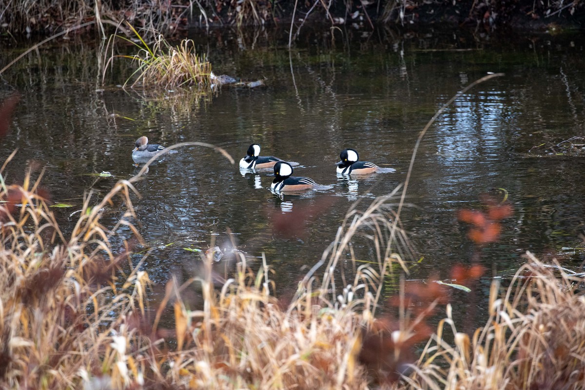 Hooded Merganser - ML611736019