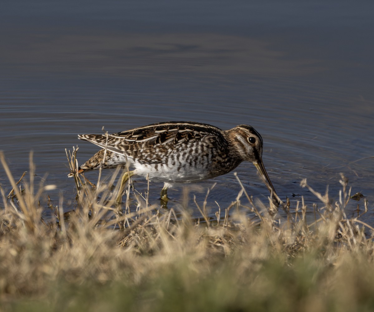 Wilson's Snipe - ML611736047