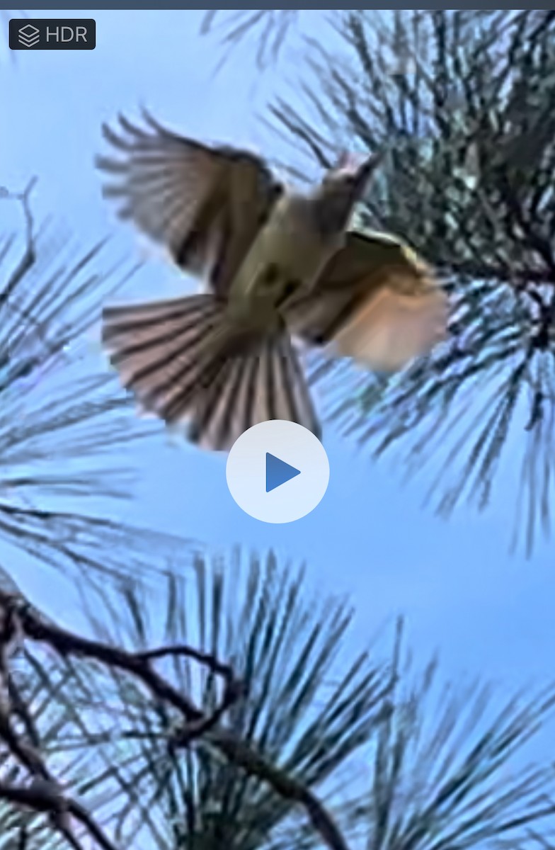 Ash-throated Flycatcher - ML611736175