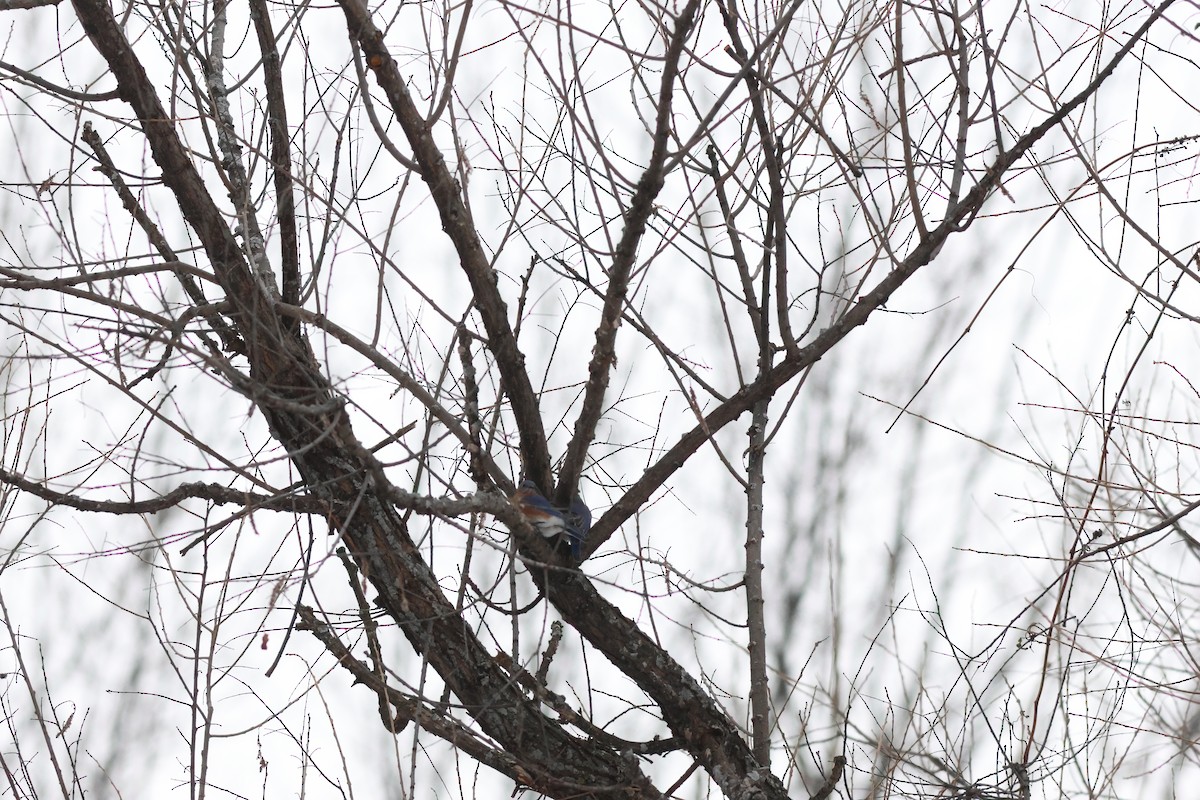 Eastern Bluebird - ML611736207