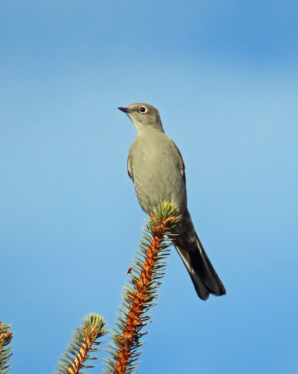 Townsend's Solitaire - ML611736208