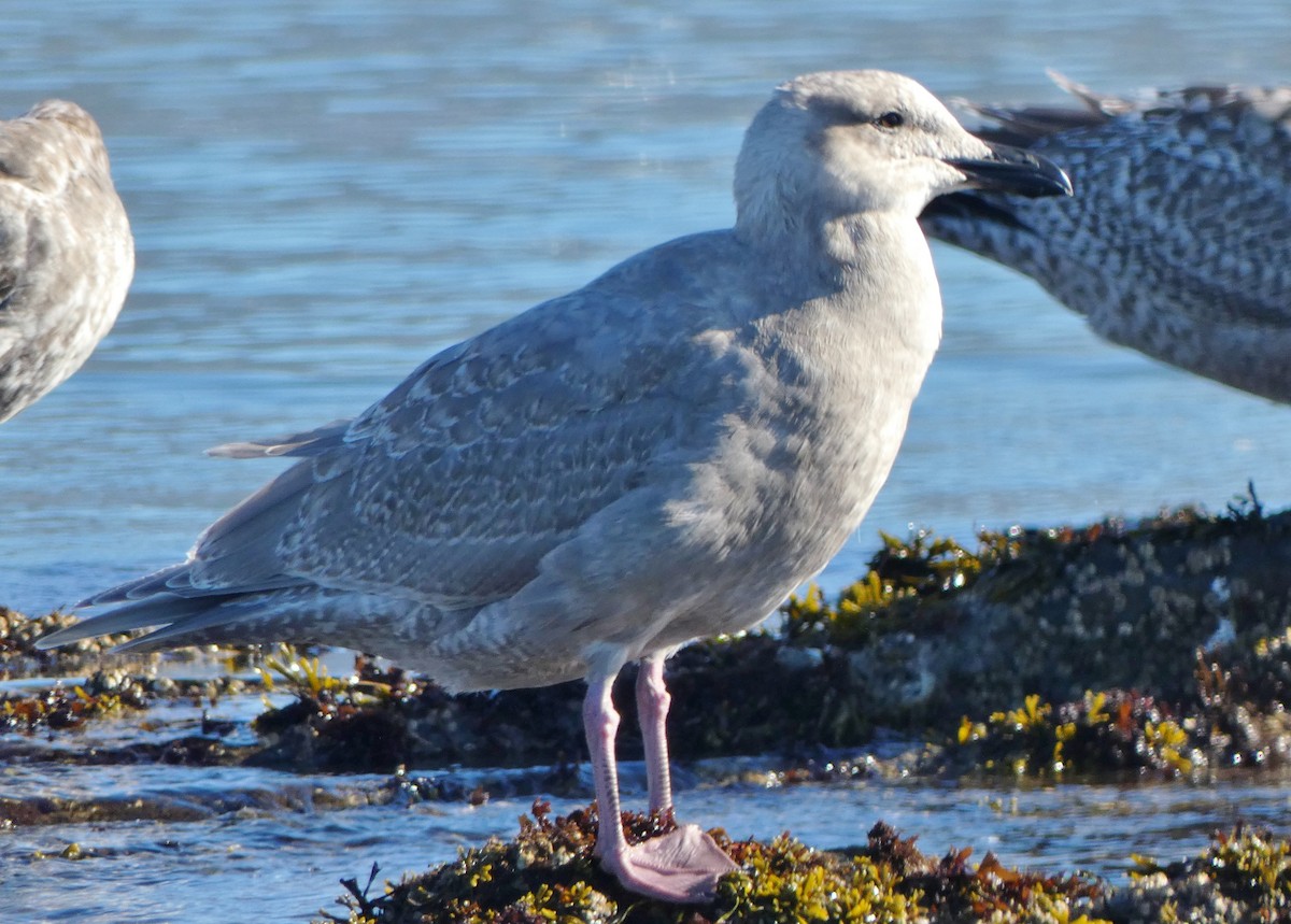 Glaucous-winged Gull - David Assmann