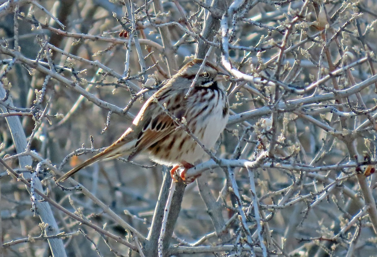 Song Sparrow - ML611736211