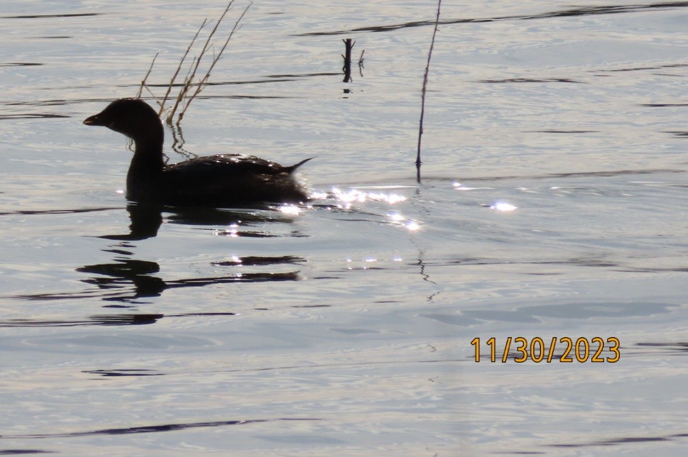 Pied-billed Grebe - ML611736228