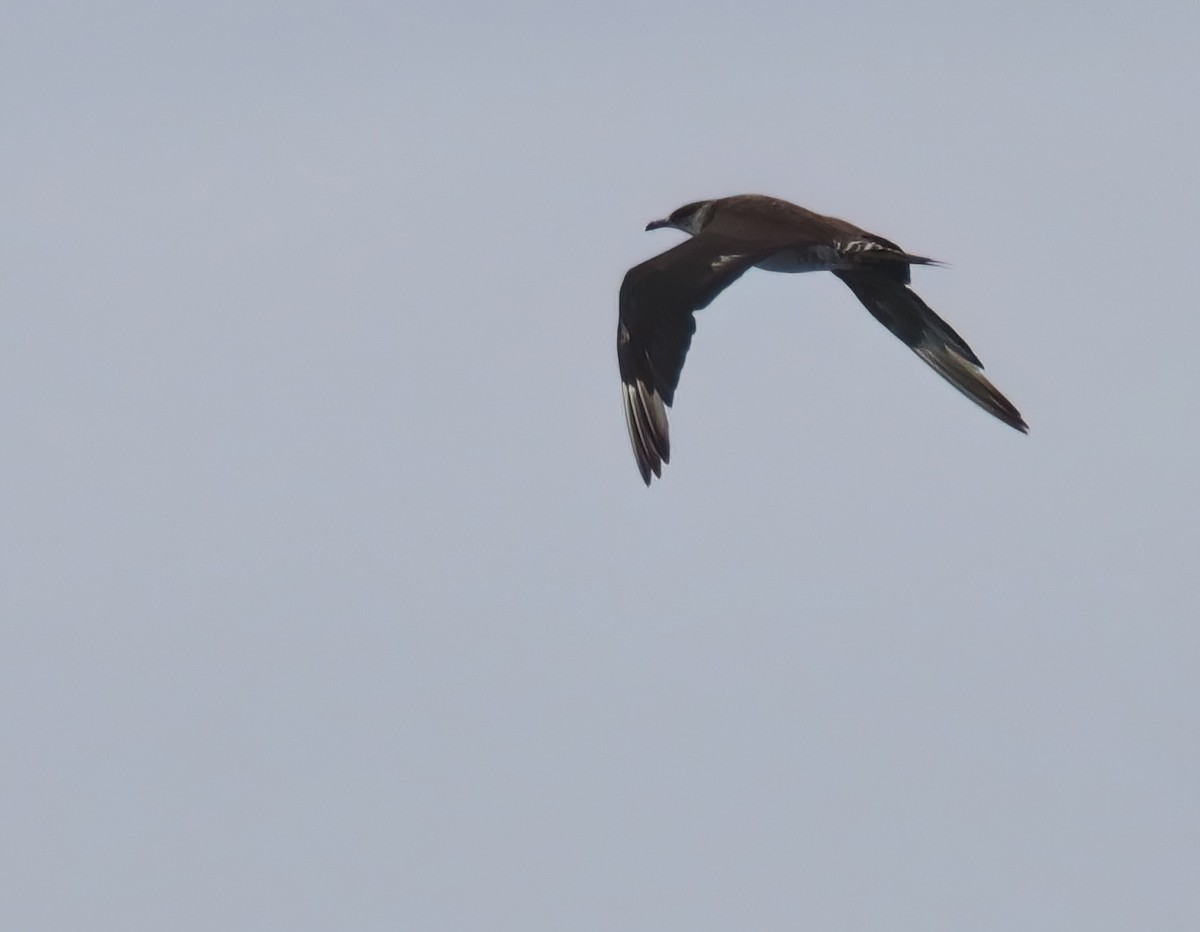 Parasitic Jaeger - Sally Veach