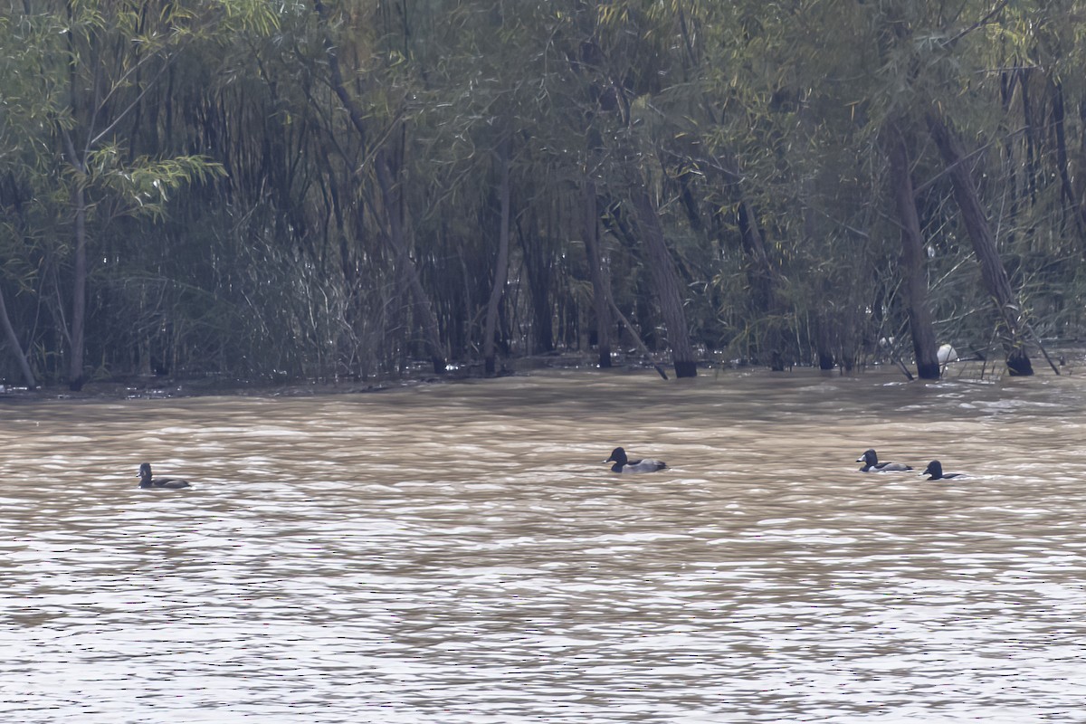 Ring-necked Duck - ML611736396