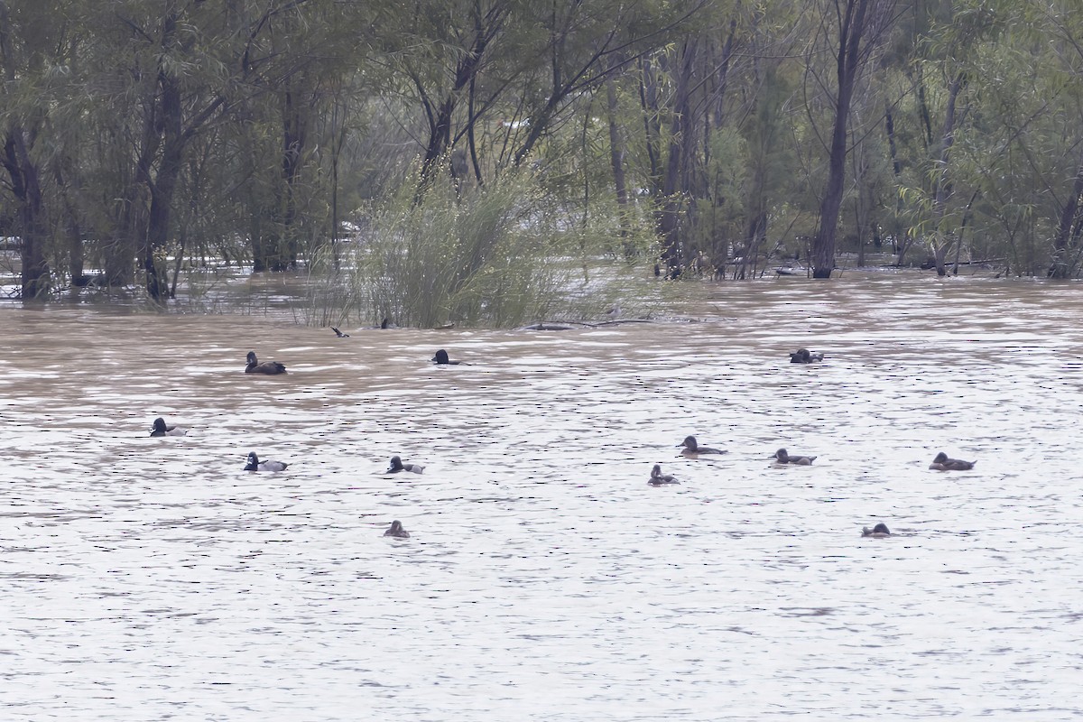 Ring-necked Duck - ML611736397