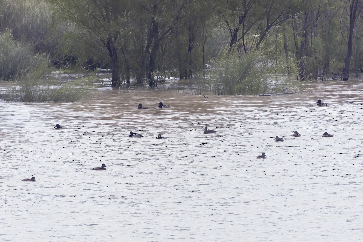 Ring-necked Duck - Daniel  Garza Tobón