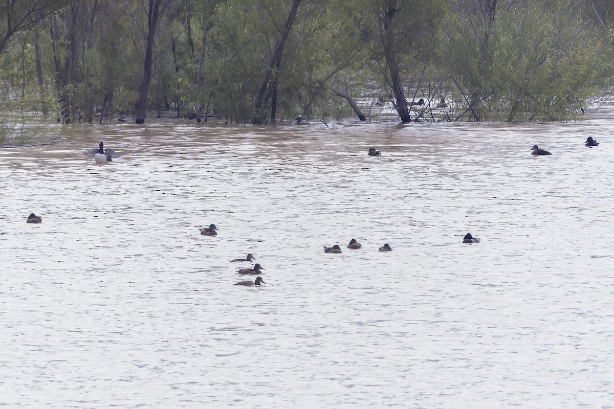 Ring-necked Duck - ML611736399