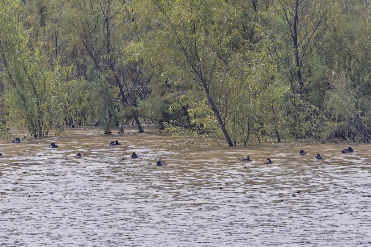 Ring-necked Duck - Daniel  Garza Tobón