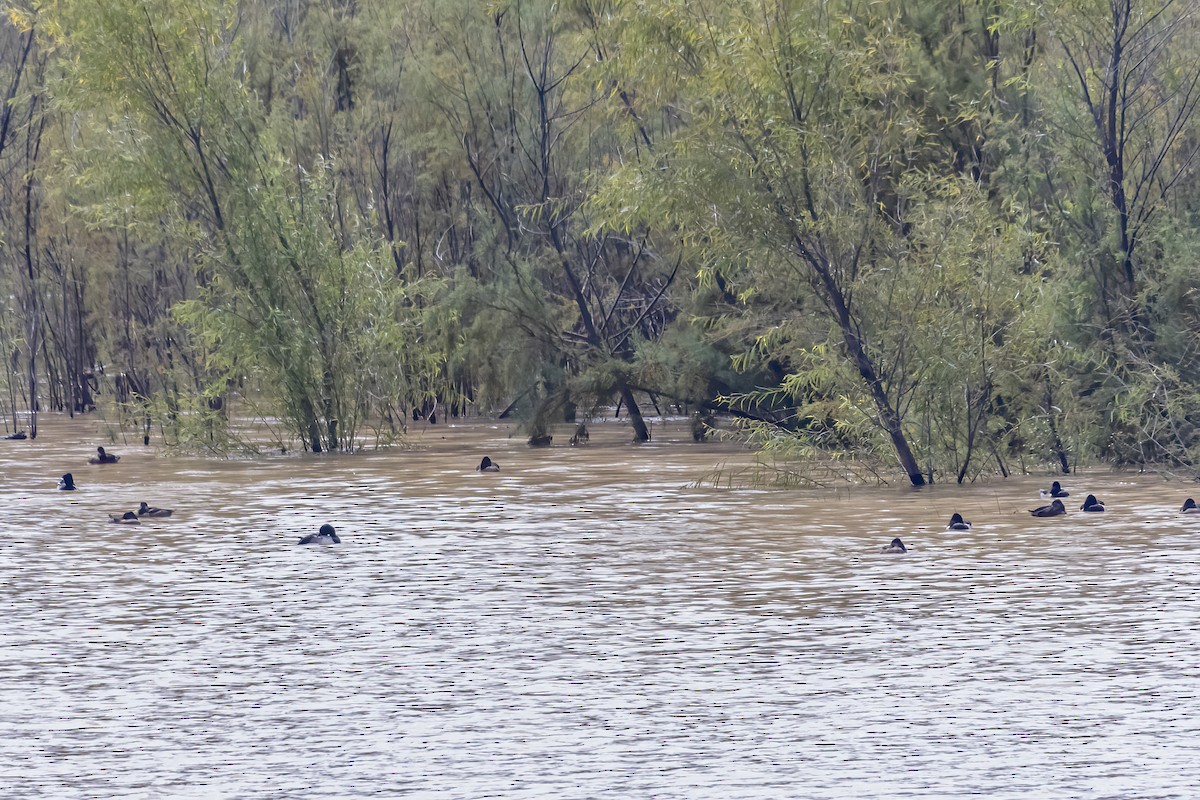 Ring-necked Duck - ML611736402