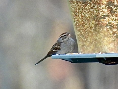 Chipping Sparrow - ML611736406