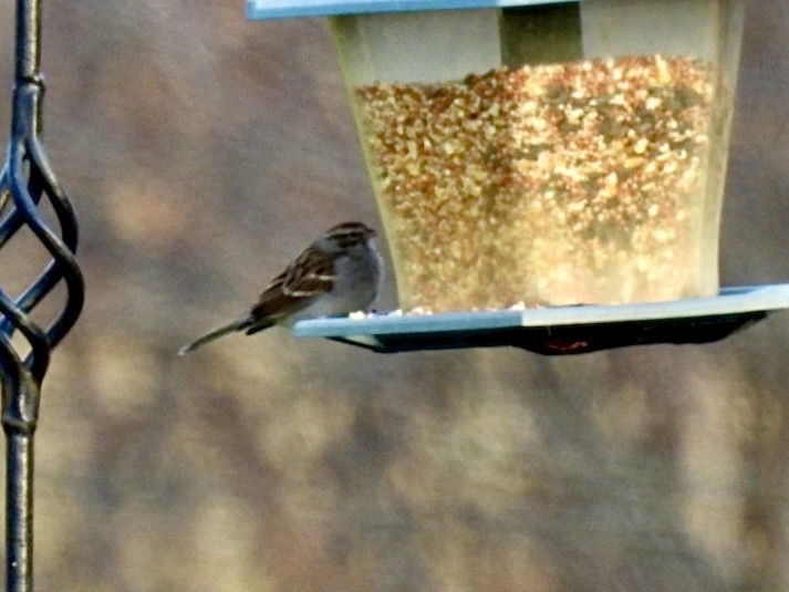 Chipping Sparrow - ML611736407