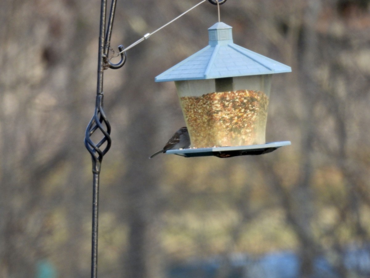 Chipping Sparrow - ML611736409