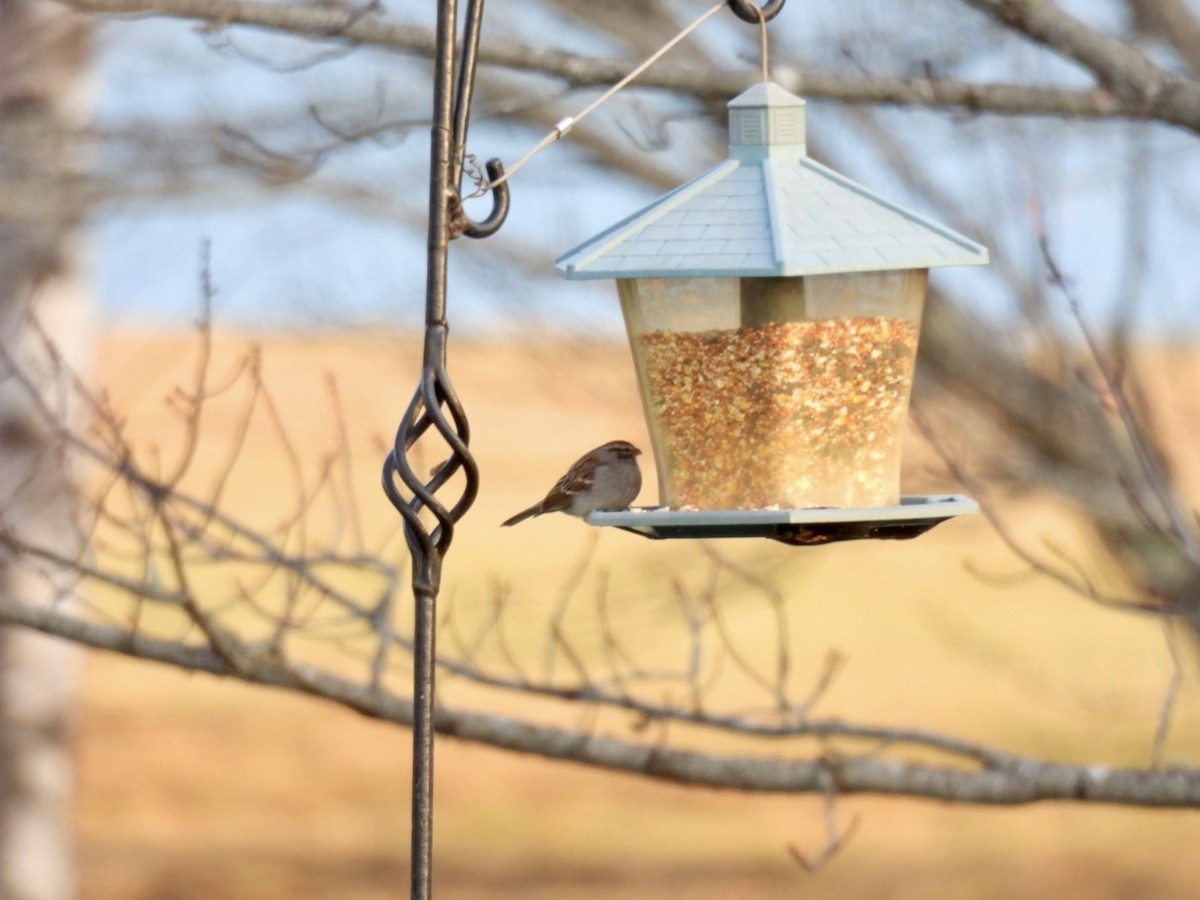 Chipping Sparrow - ML611736410