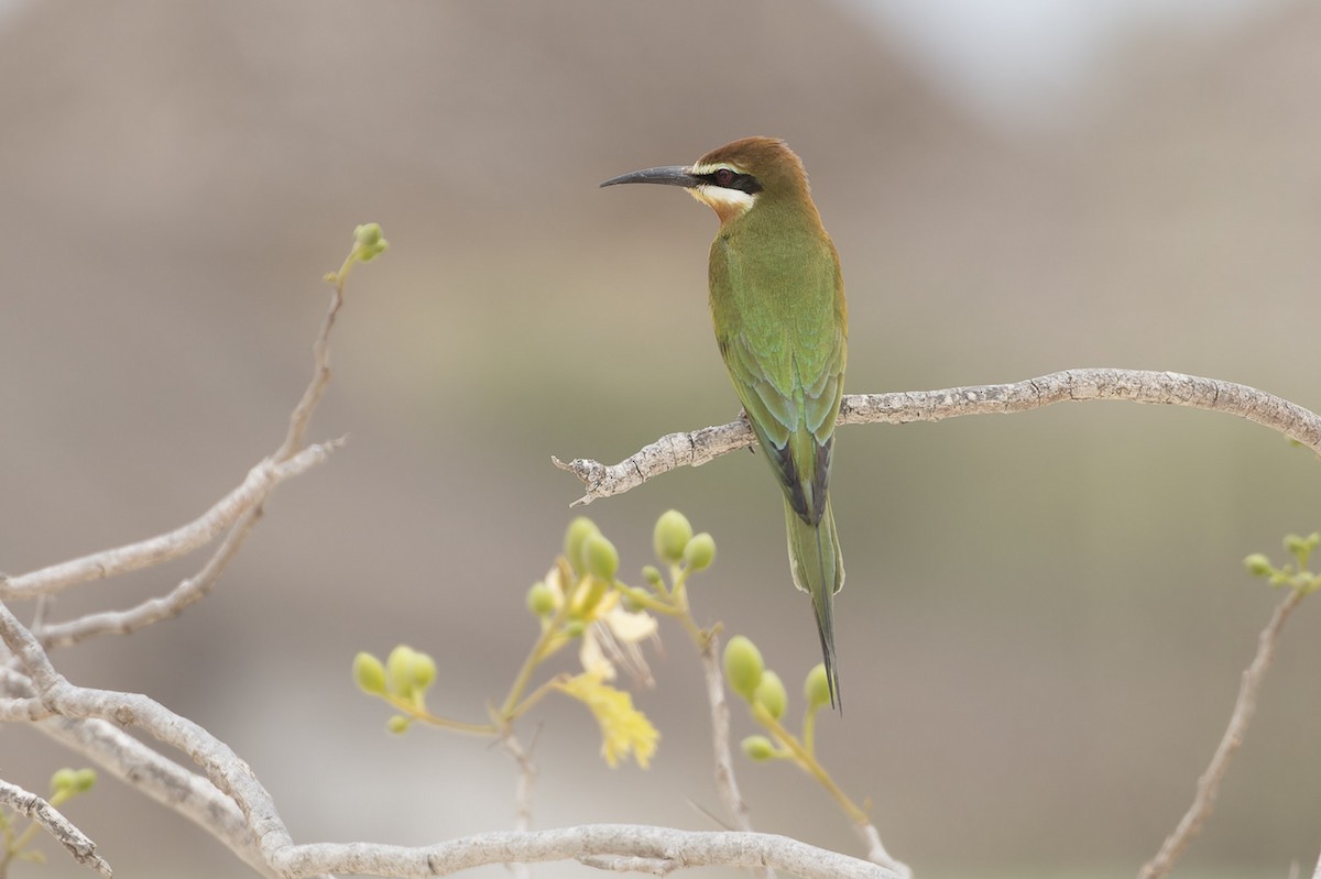 Madagascar Bee-eater - ML611736454