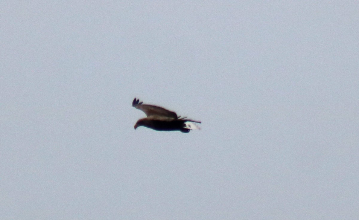 White-tailed Eagle - ML611736498