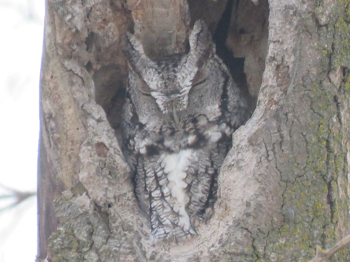 Eastern Screech-Owl - ML611736522