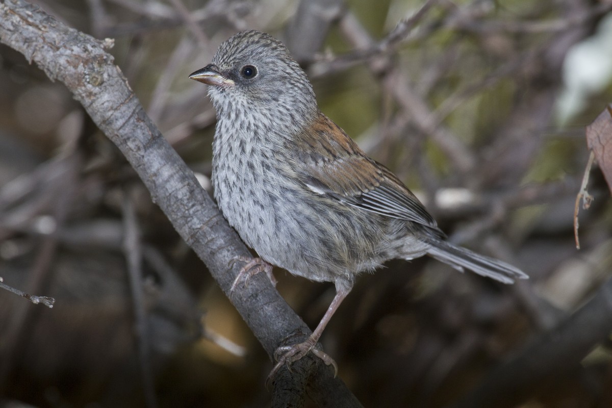 Yellow-eyed Junco - Liam Wolff