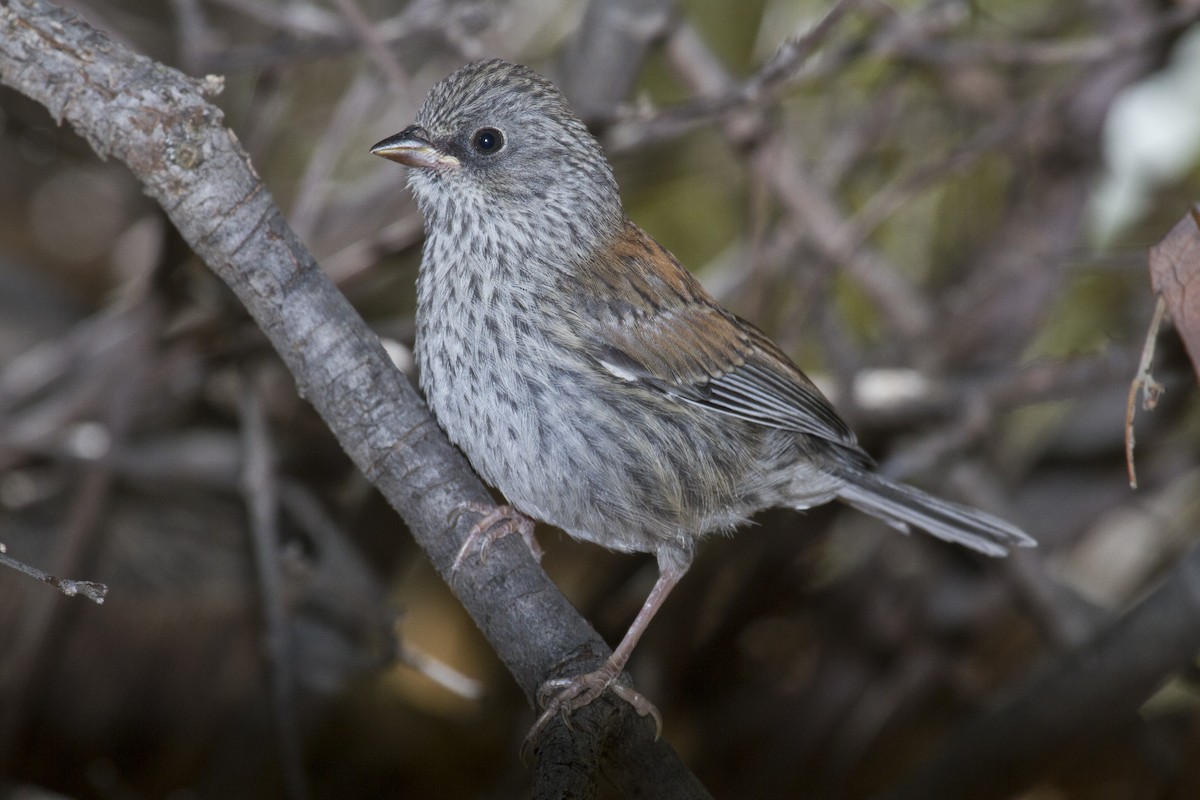 Junco aux yeux jaunes - ML61173661