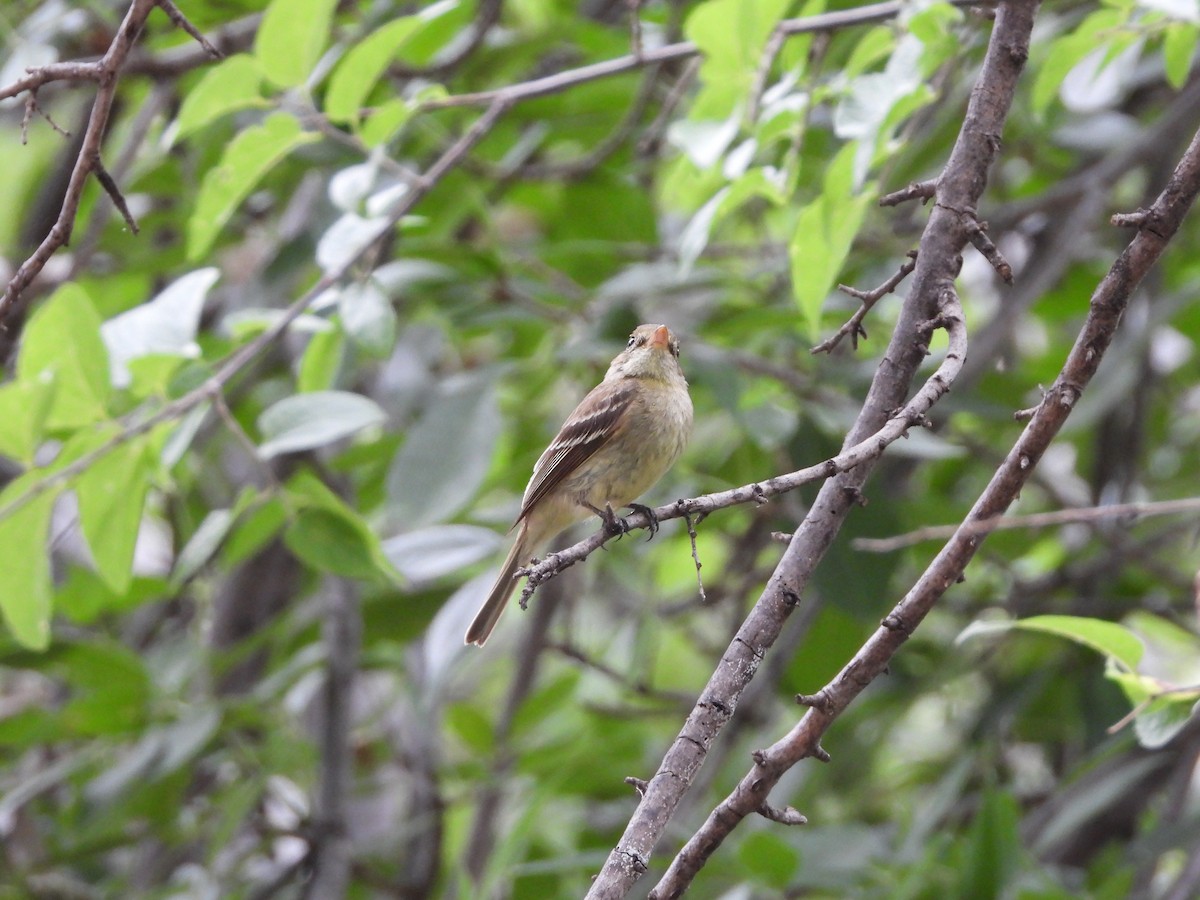 Western Flycatcher - ML611736624