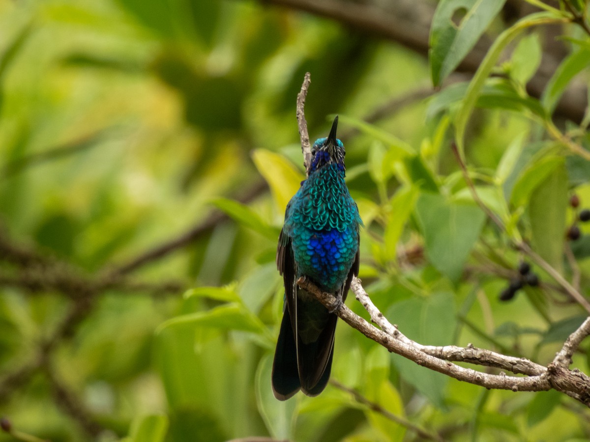 kolibřík modrolící - ML611736627