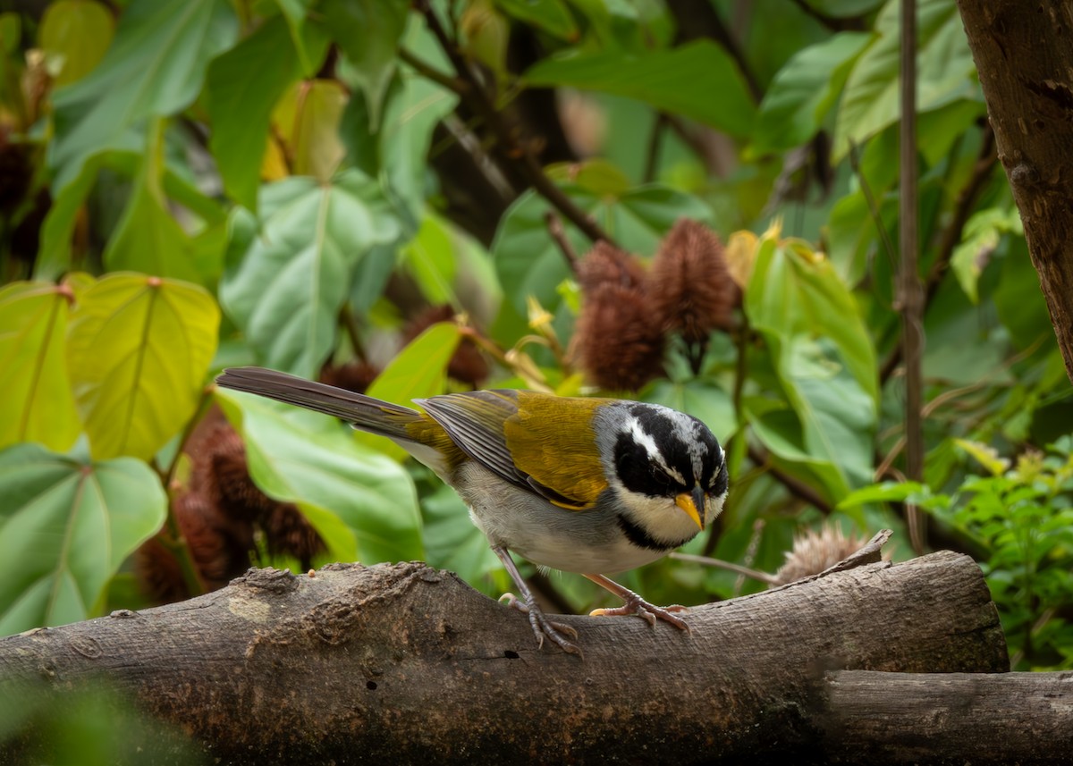 Saffron-billed Sparrow - ML611736641