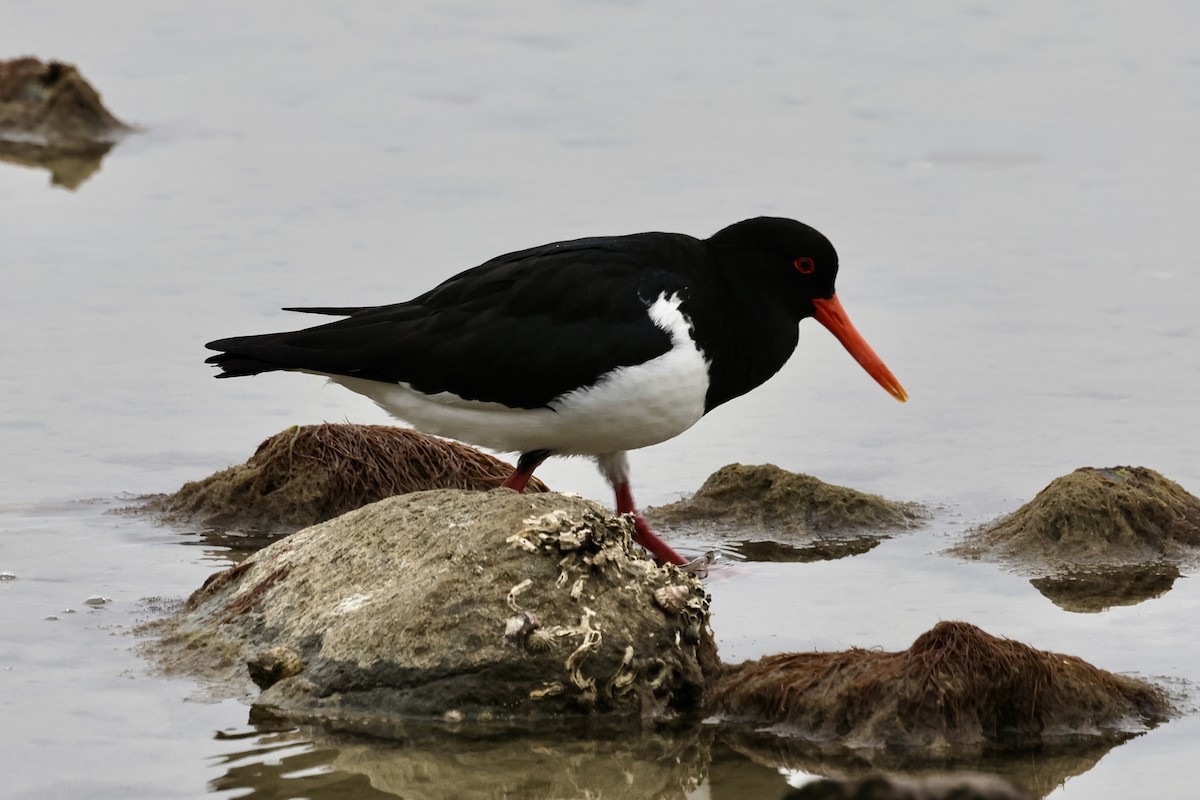 Pied Oystercatcher - ML611736680