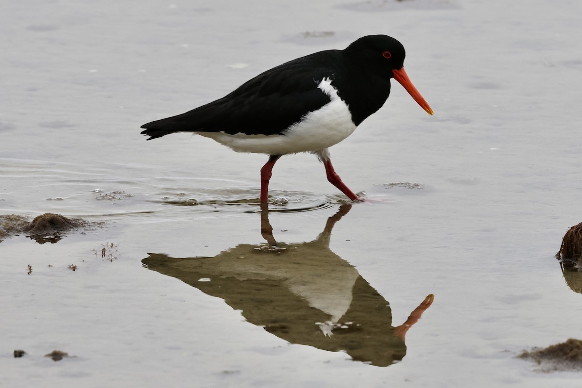 Pied Oystercatcher - ML611736681