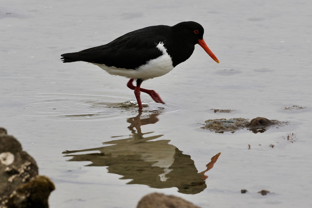 Pied Oystercatcher - ML611736682