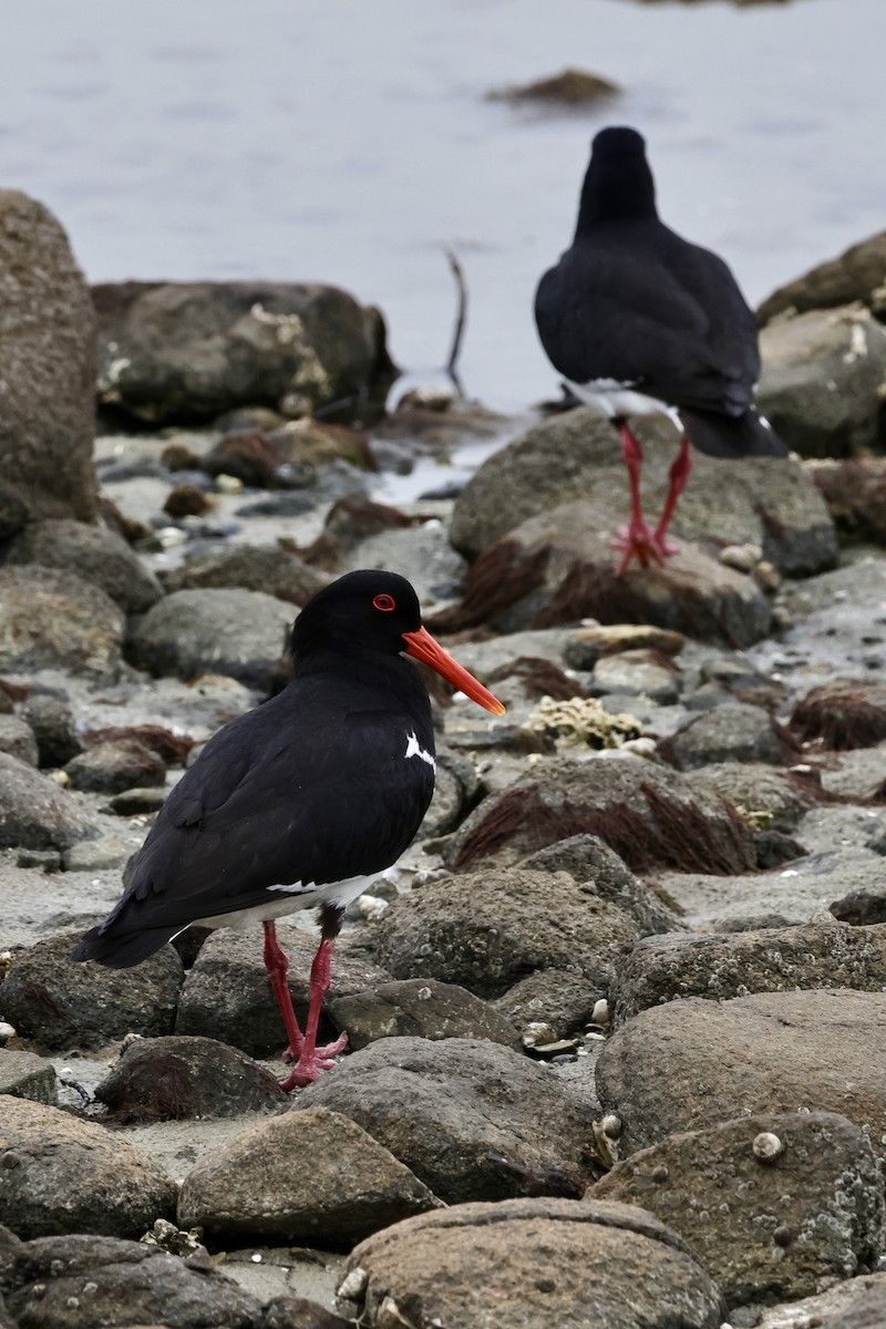 Pied Oystercatcher - ML611736683