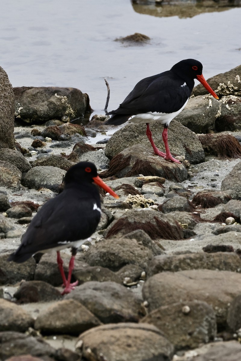 Pied Oystercatcher - ML611736684