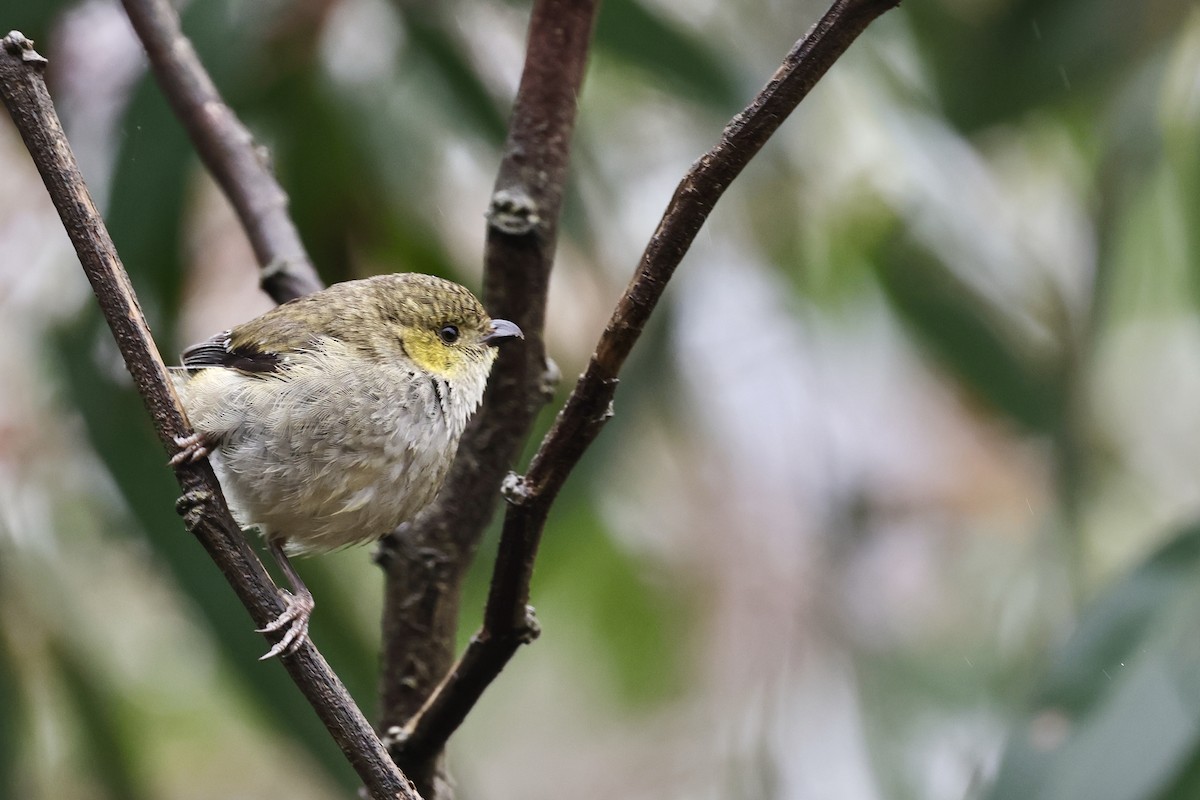 Forty-spotted Pardalote - ML611736773