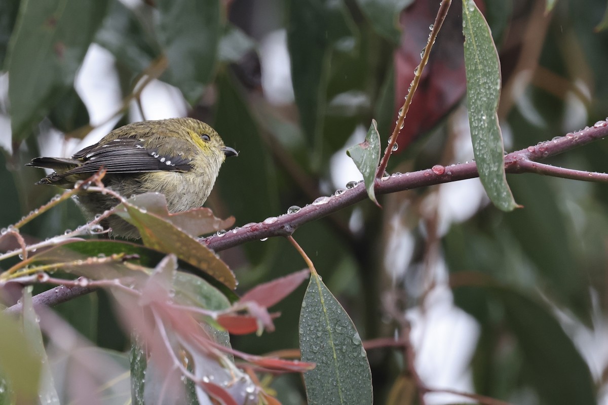 Forty-spotted Pardalote - ML611736774